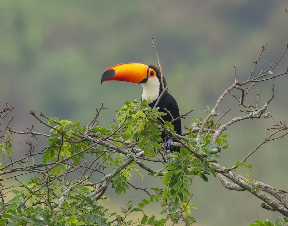 オニオオハシ - ML645544323