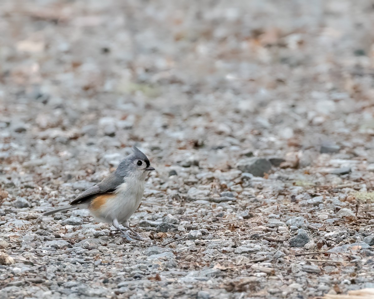Tufted Titmouse - ML645544326