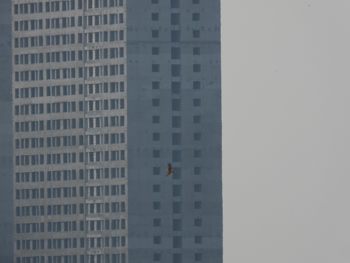 Eastern Marsh Harrier - ML645544334