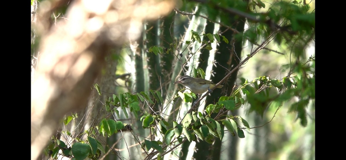 Black-whiskered Vireo - ML645544362