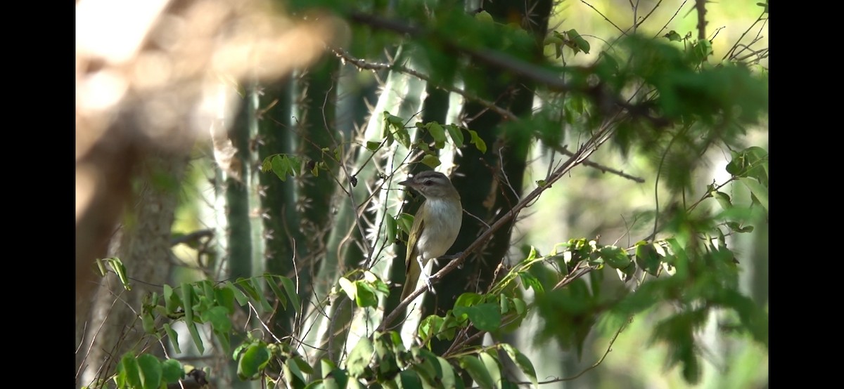 Black-whiskered Vireo - ML645544365