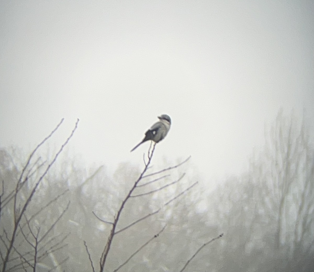 Northern Shrike - ML645544367