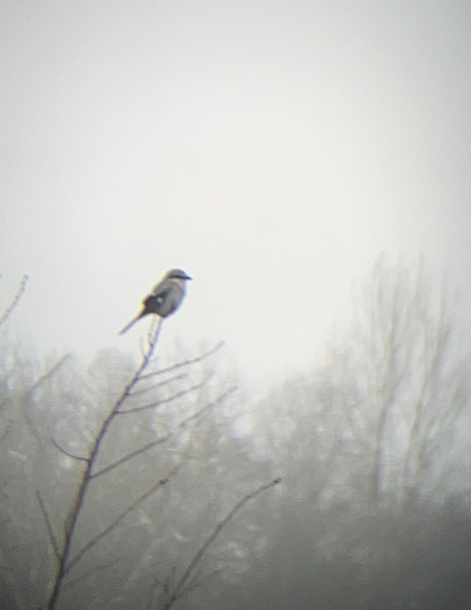 Northern Shrike - ML645544368