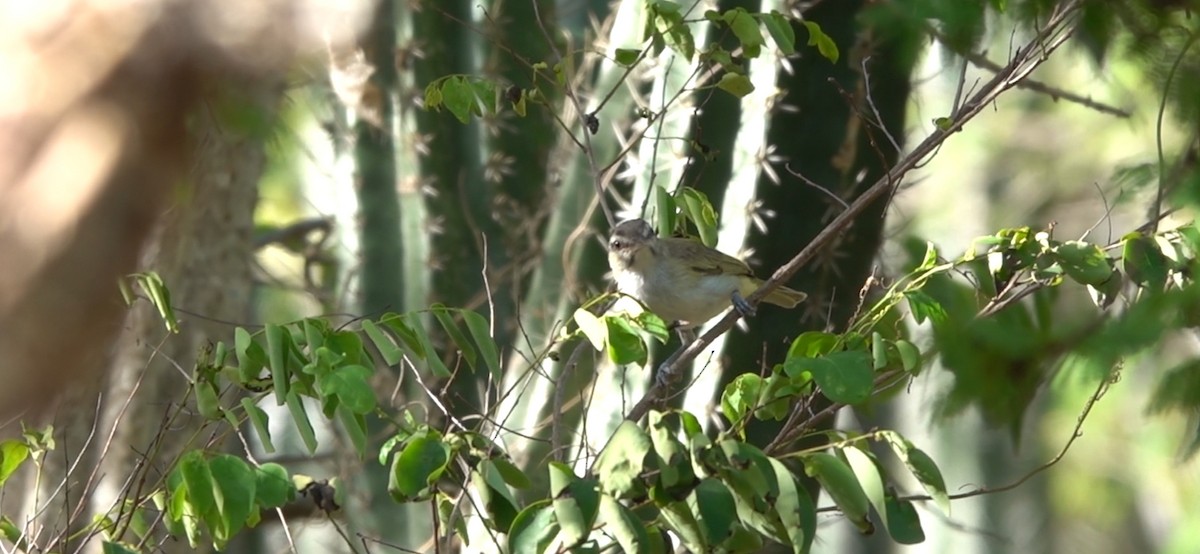 Black-whiskered Vireo - ML645544369