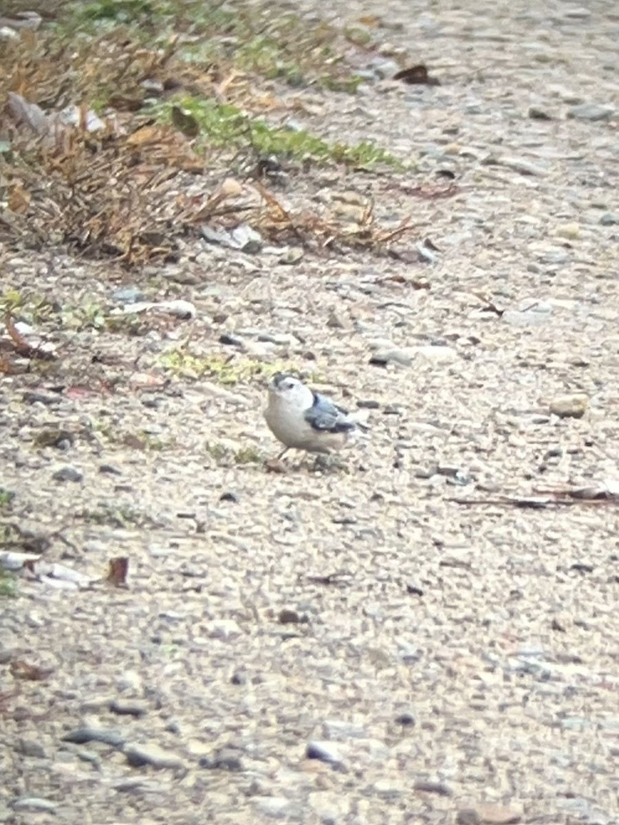 White-breasted Nuthatch - ML645544370