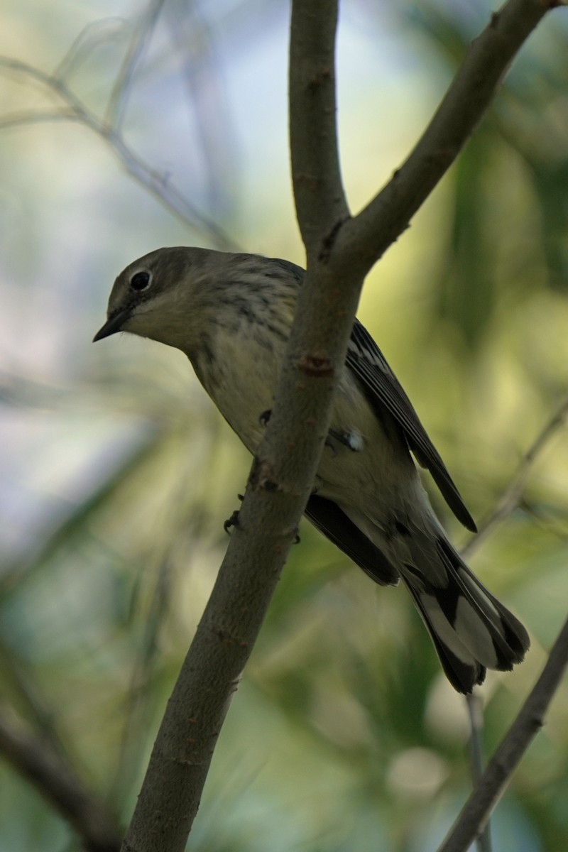 lesňáček žlutoskvrnný (ssp. coronata) - ML645544371