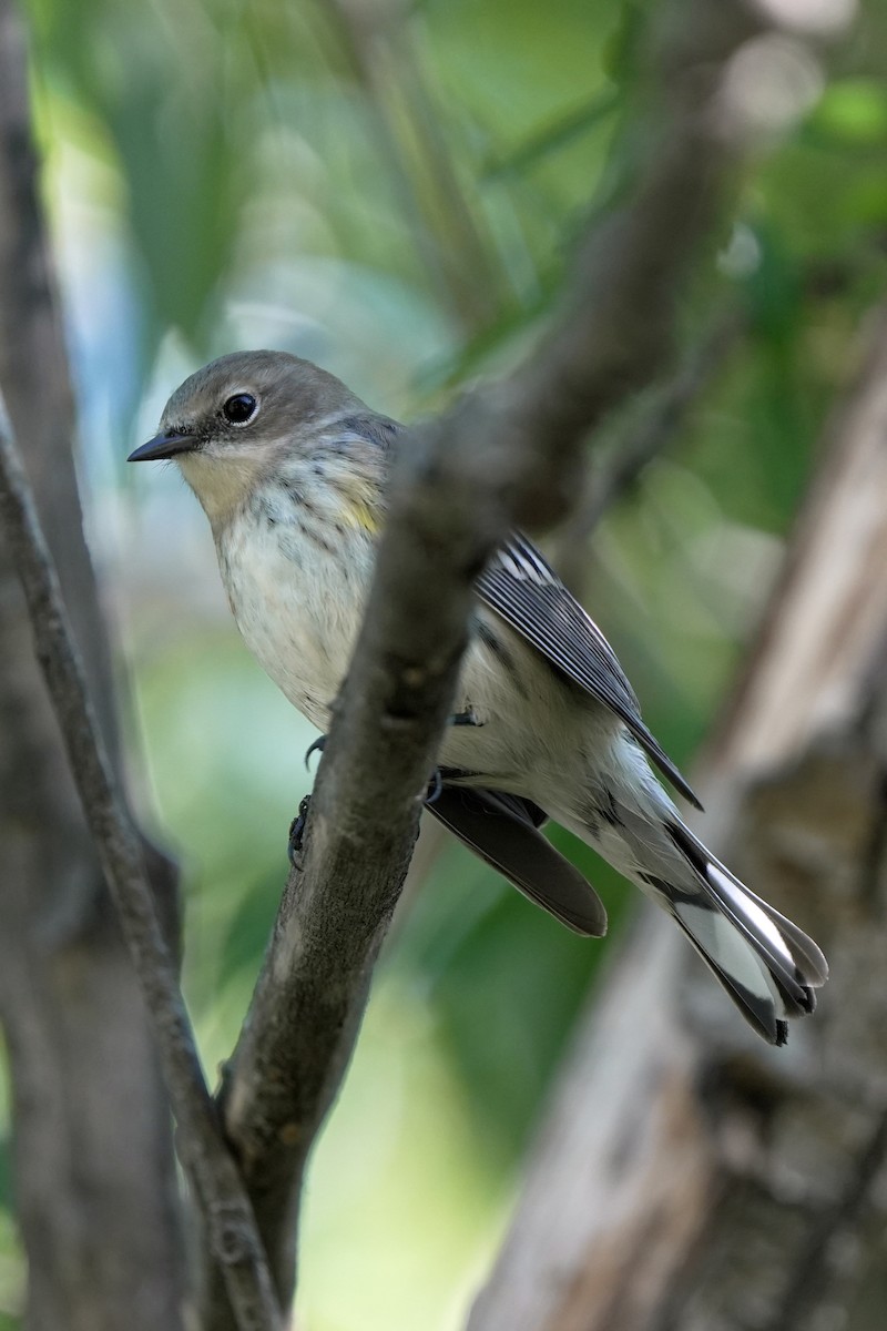 lesňáček žlutoskvrnný (ssp. coronata) - ML645544372