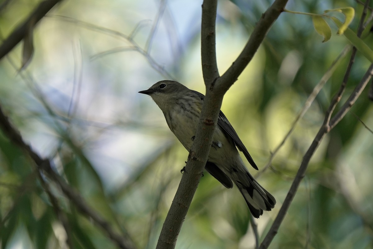lesňáček žlutoskvrnný (ssp. coronata) - ML645544373