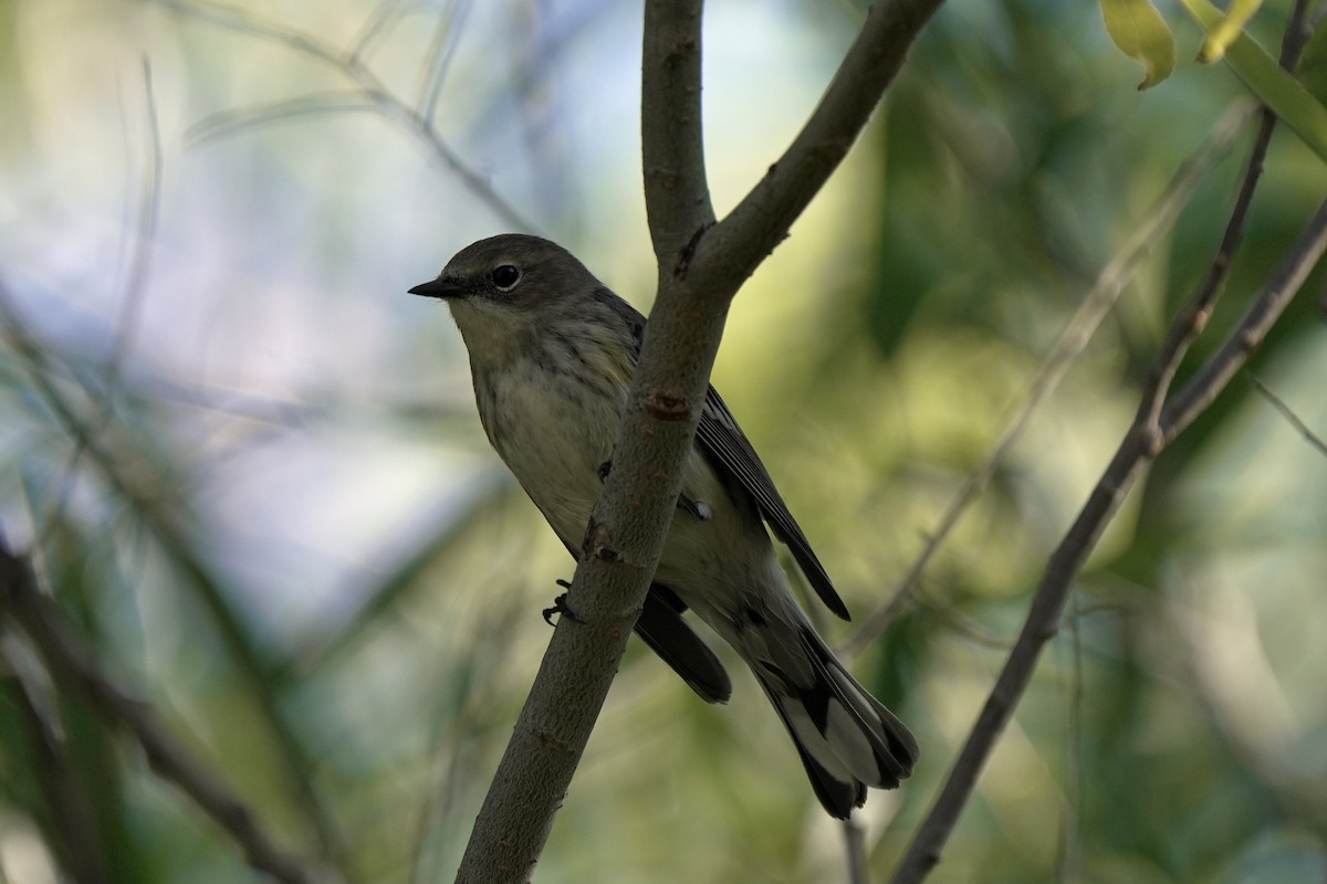 lesňáček žlutoskvrnný (ssp. coronata) - ML645544374