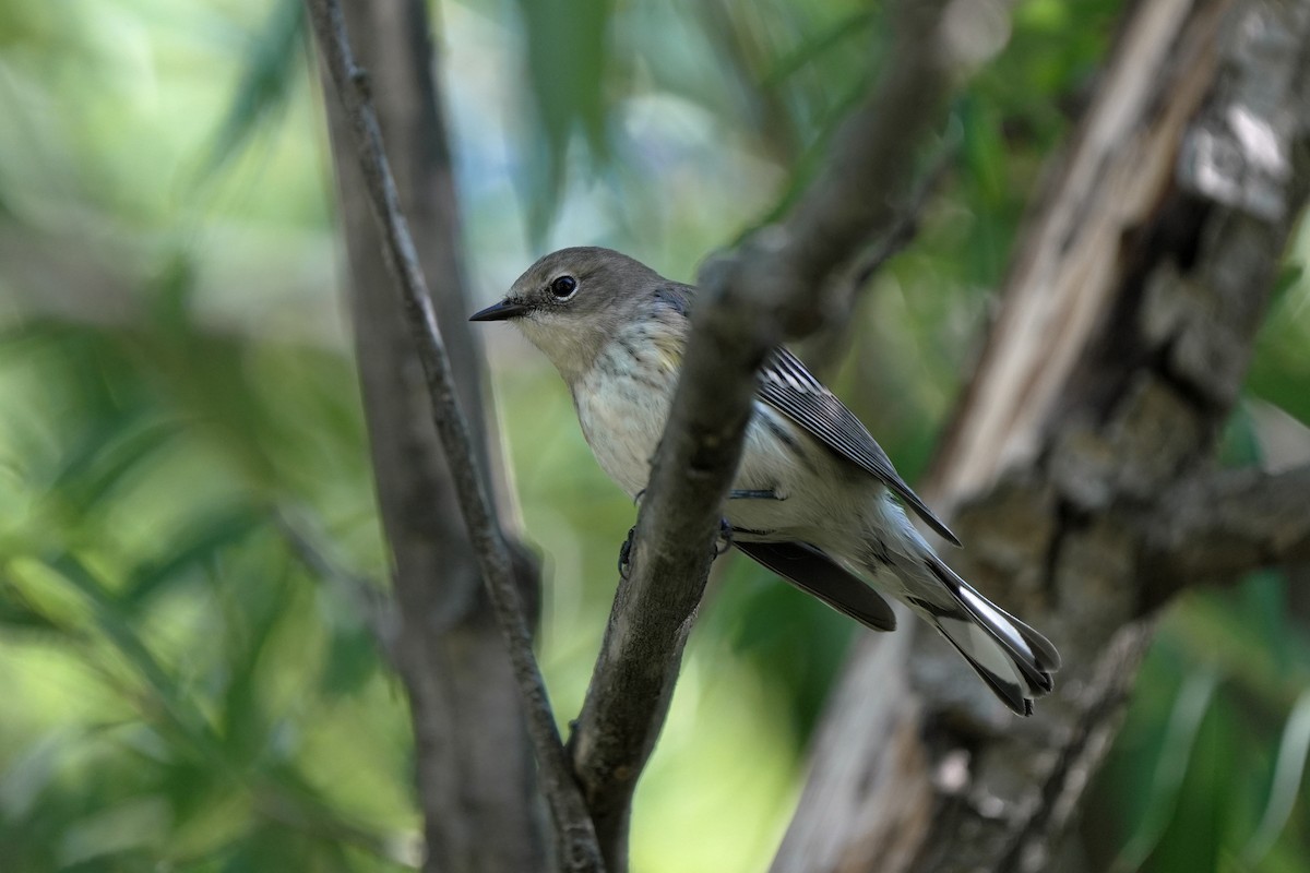 lesňáček žlutoskvrnný (ssp. coronata) - ML645544375