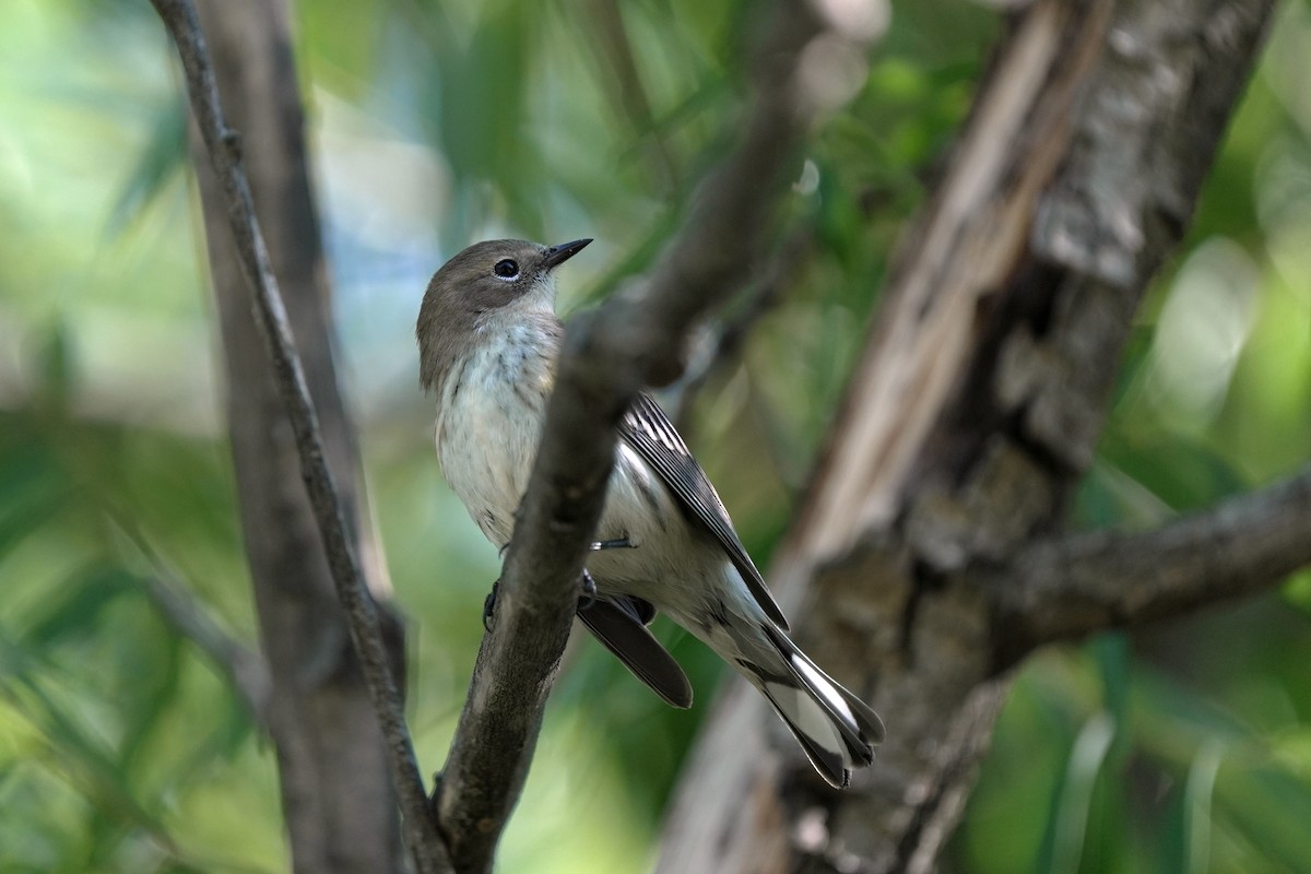 lesňáček žlutoskvrnný (ssp. coronata) - ML645544376
