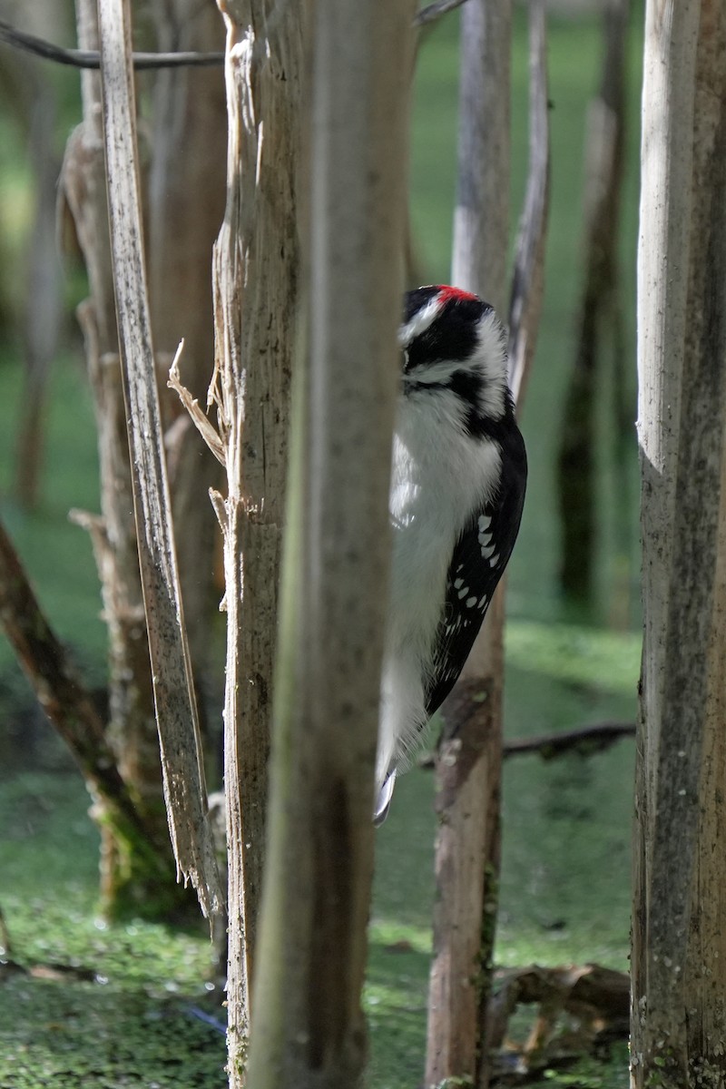 strakapoud osikový - ML645544378