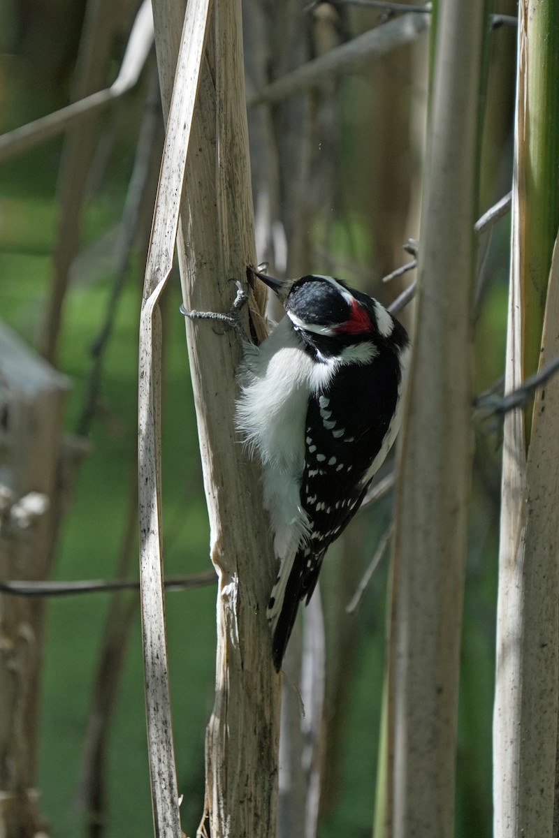 strakapoud osikový - ML645544379