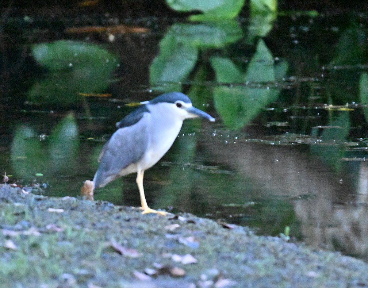 Black-crowned Night Heron - ML645544380
