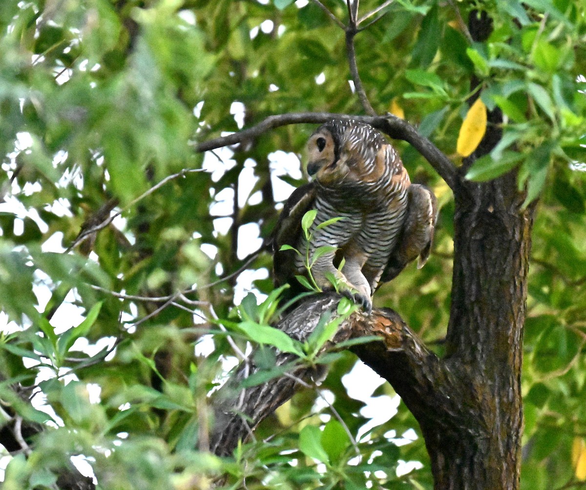 Pagodenkauz - ML645544385