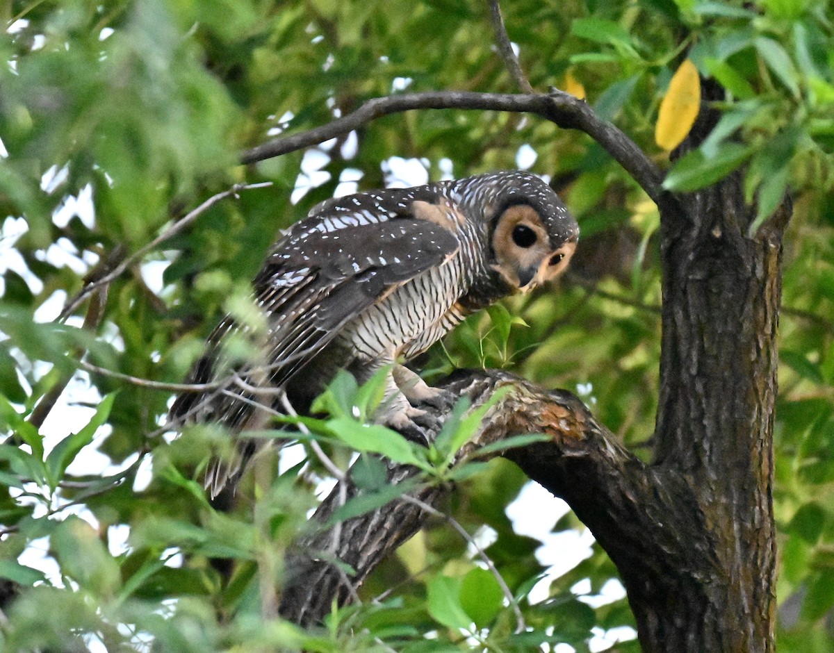 Pagodenkauz - ML645544389