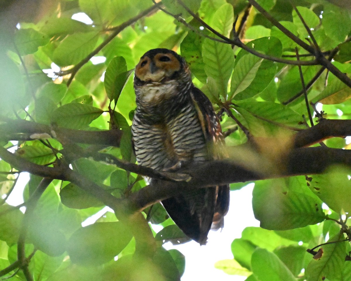 Pagodenkauz - ML645544390