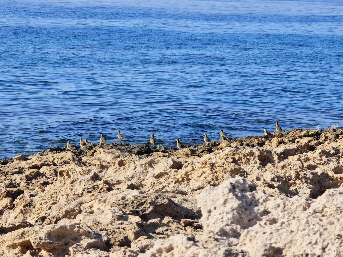 European Golden-Plover - ML645544392