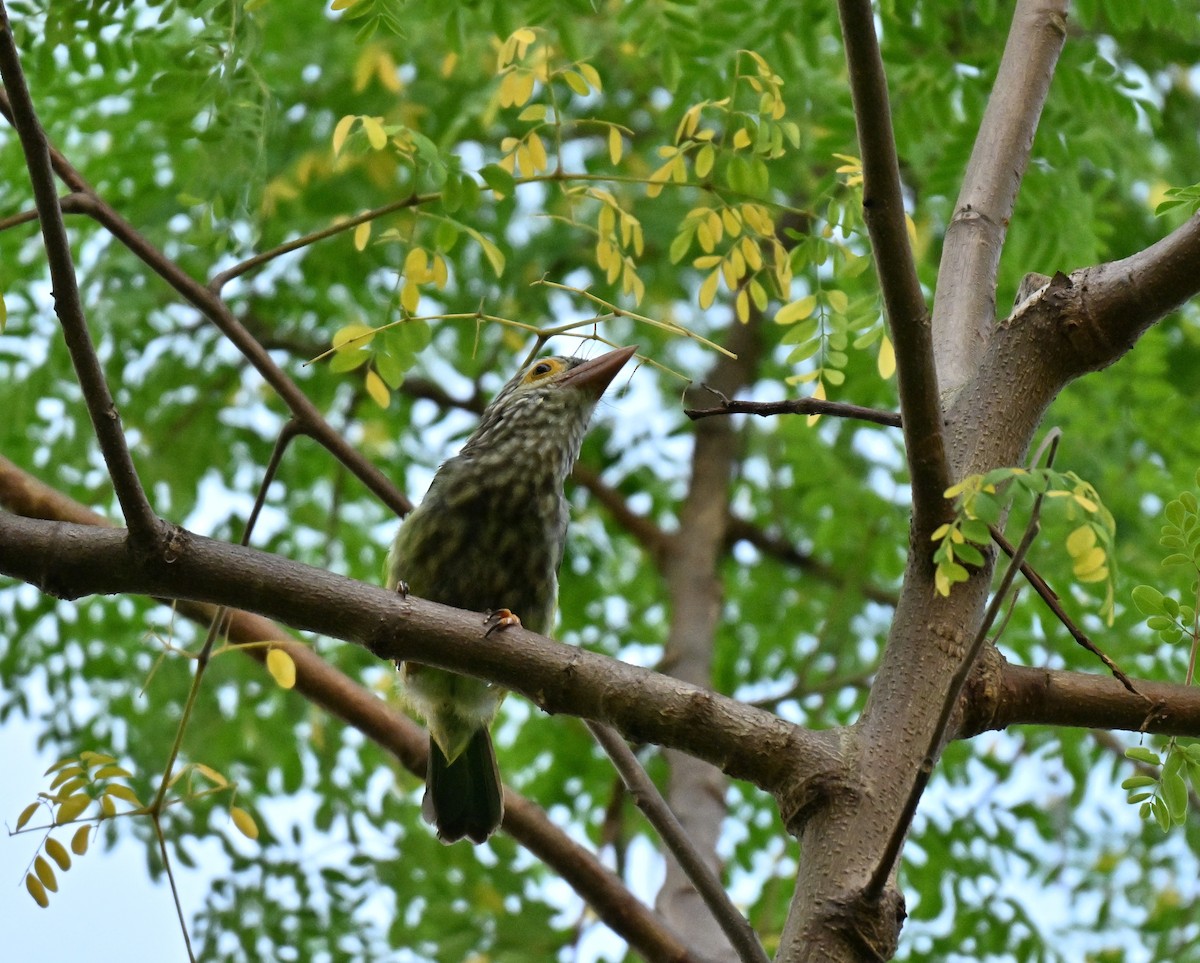 シロボシオオゴシキドリ - ML645544394