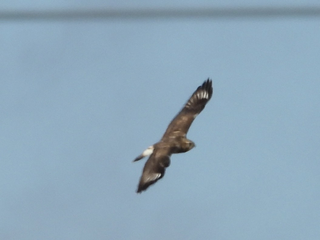 Rough-legged Hawk - ML645544395