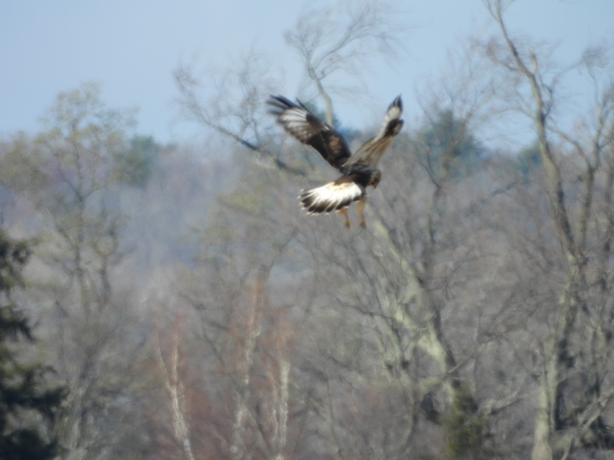 Rough-legged Hawk - ML645544396
