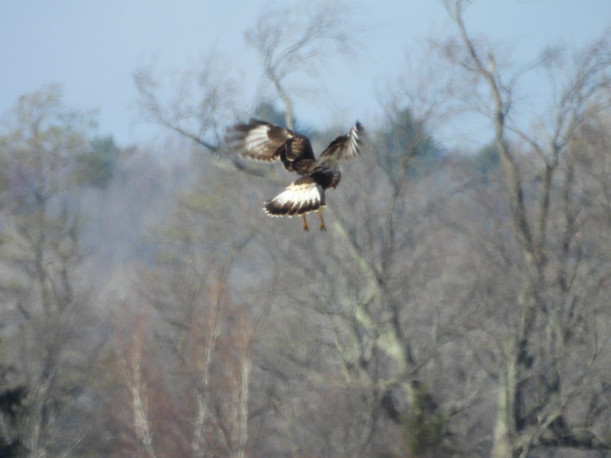 Rough-legged Hawk - ML645544397
