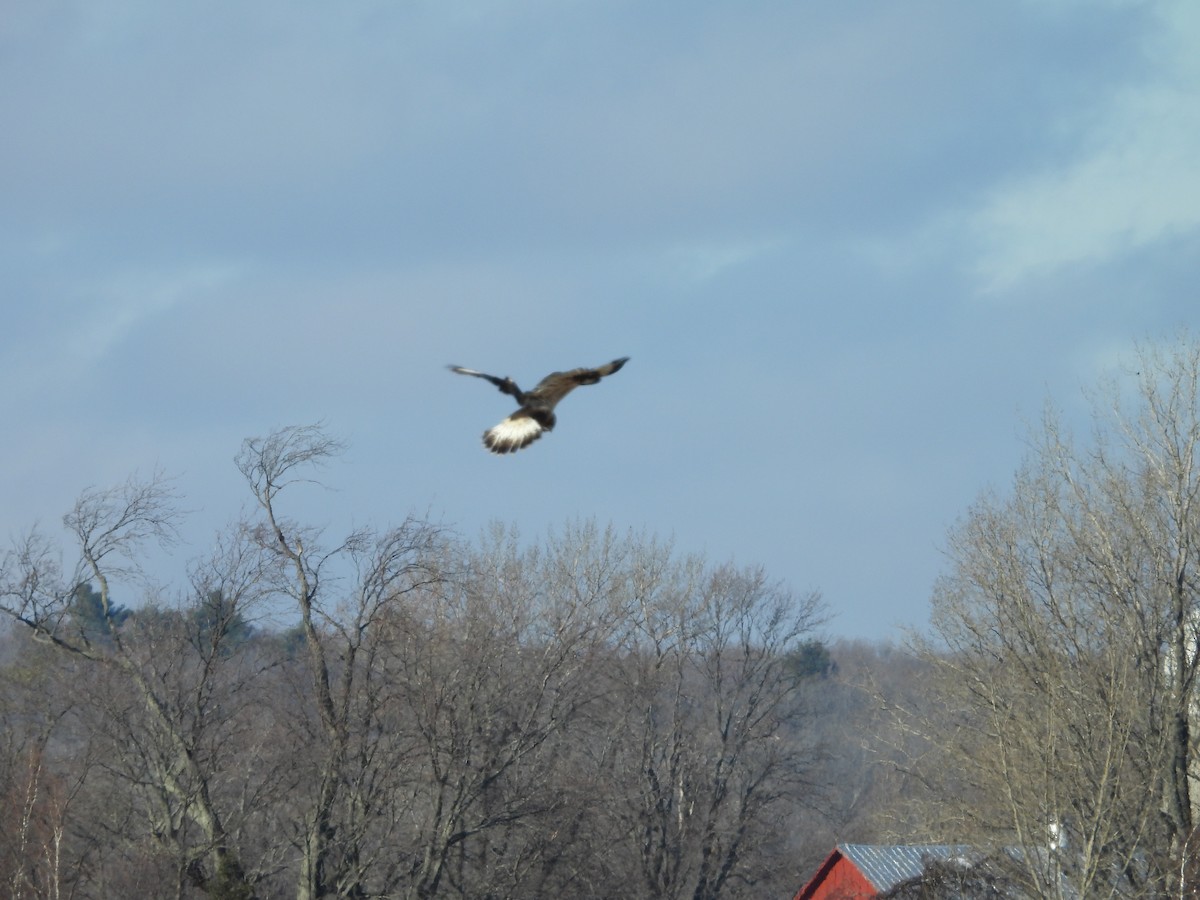 Rough-legged Hawk - ML645544398