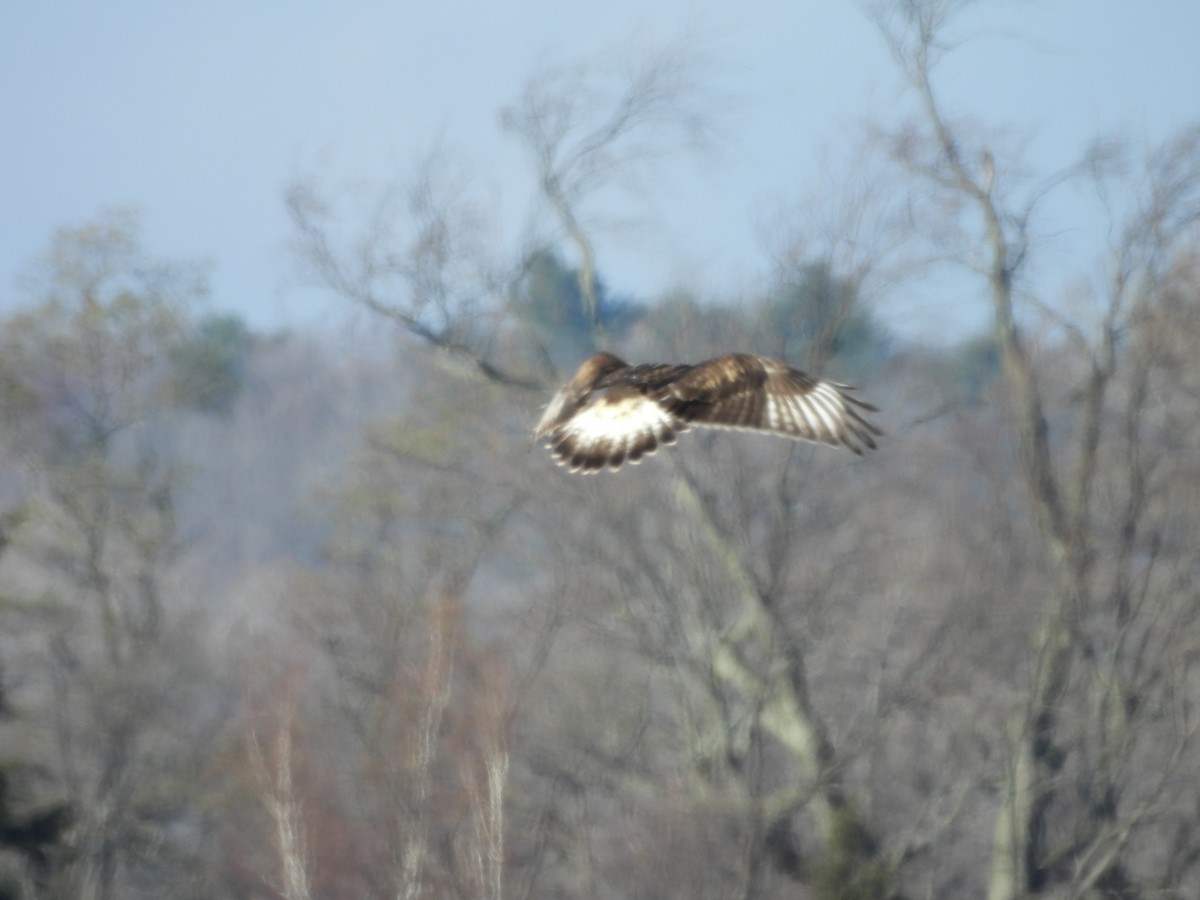 Rough-legged Hawk - ML645544399