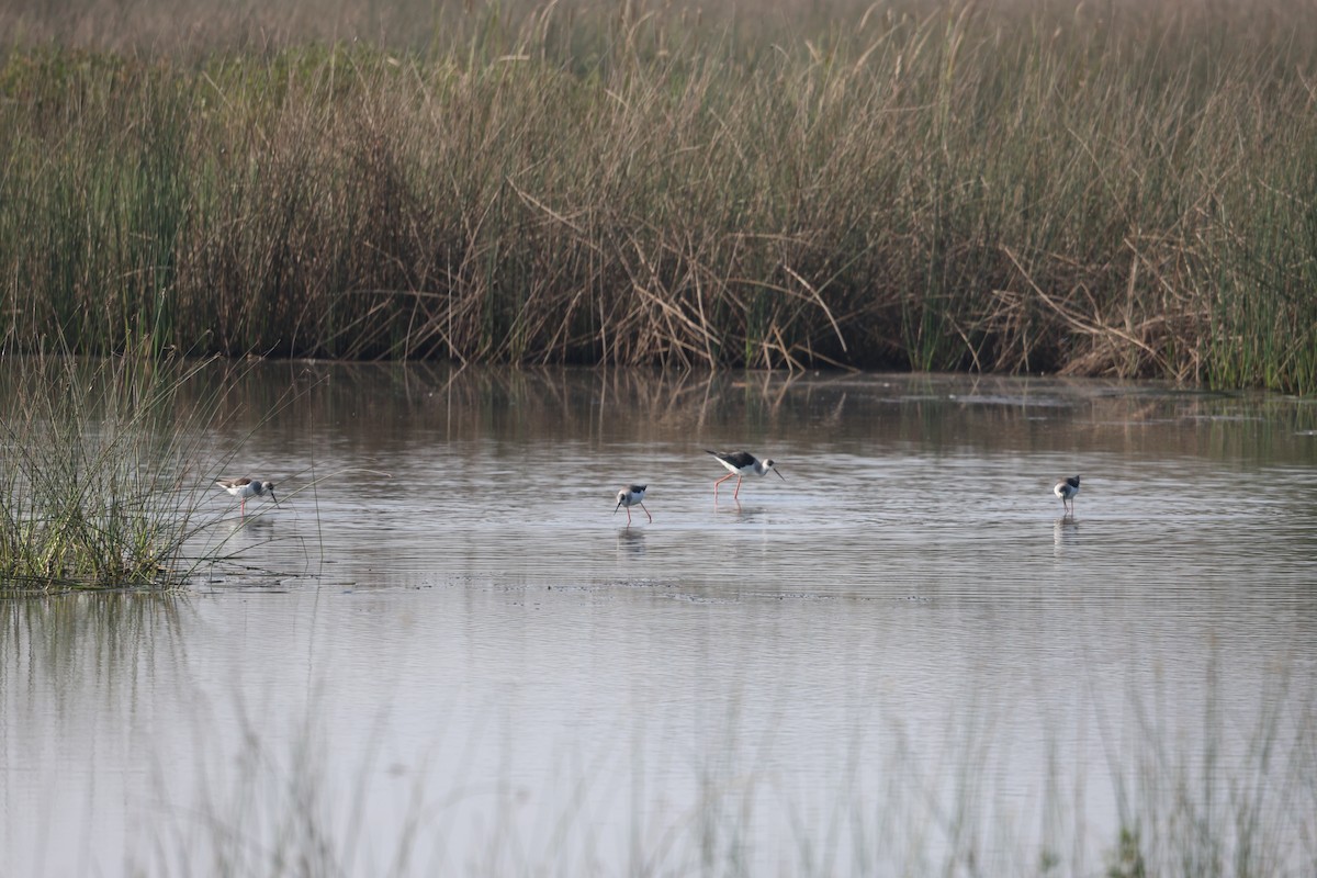 Black-winged Stilt - ML645544407