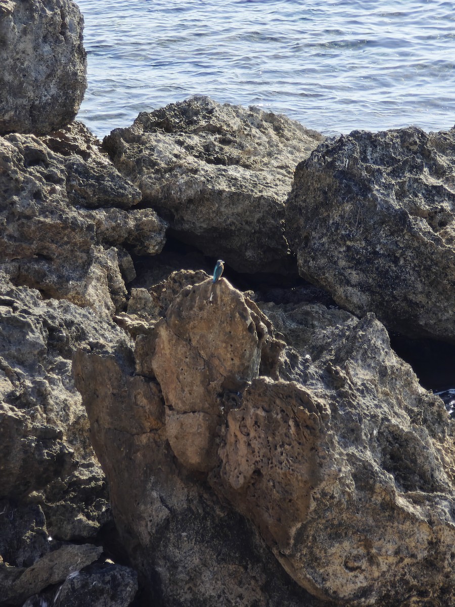 Common Kingfisher - ML645544411