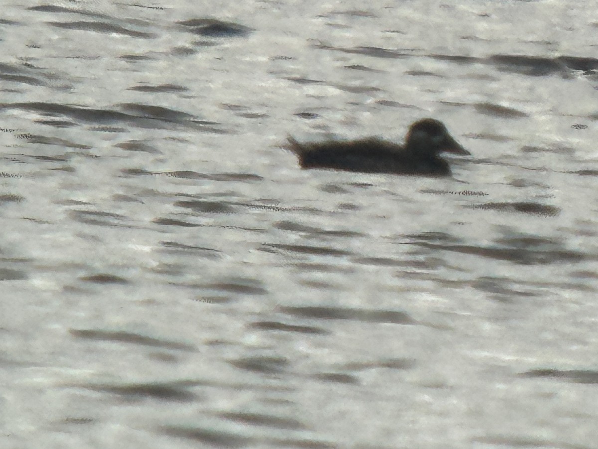 Surf Scoter - ML645544435