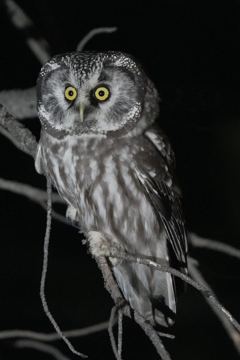 sýc rousný - ML645544449