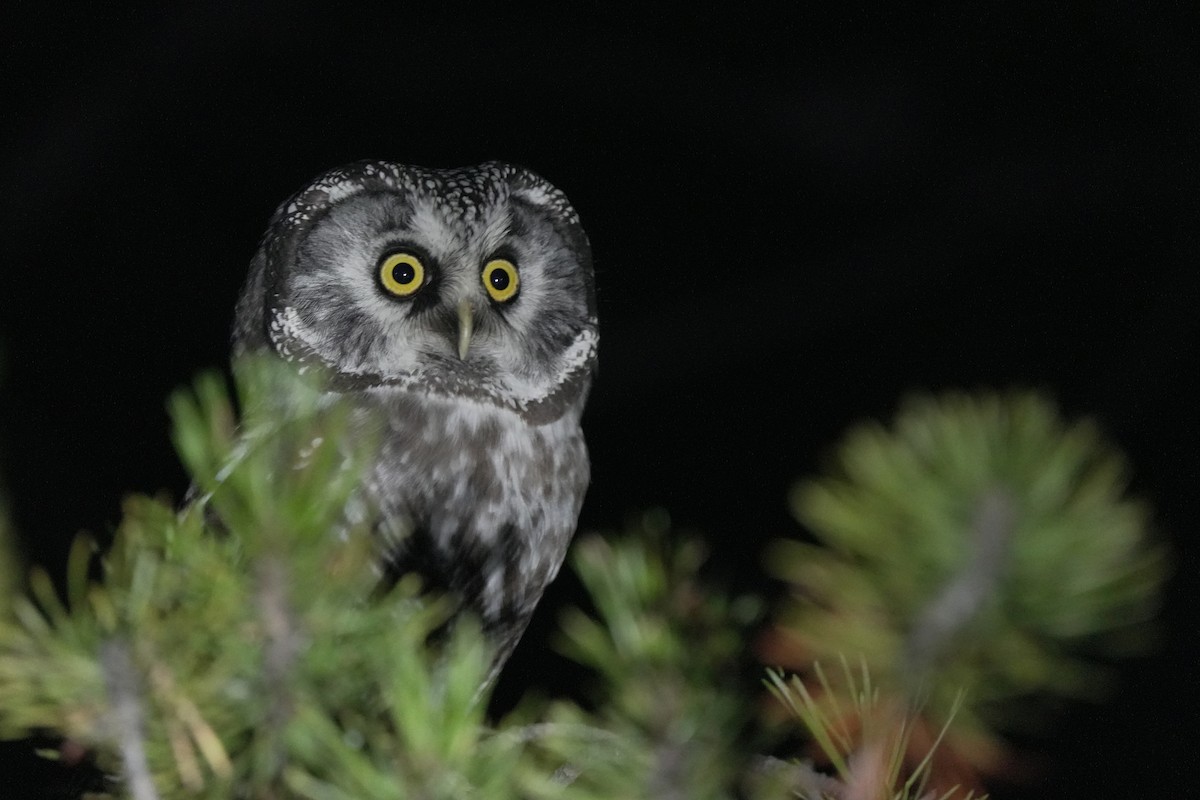 sýc rousný - ML645544463