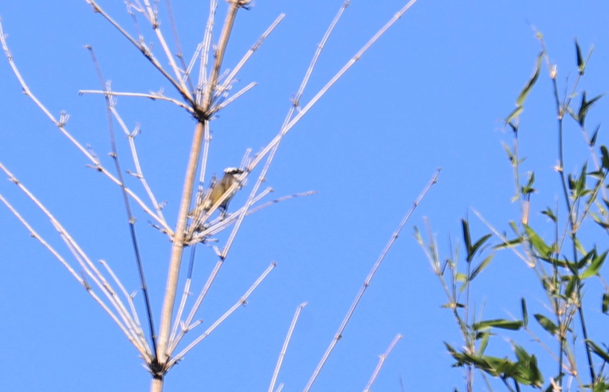 Gorrión Molinero - ML645544483