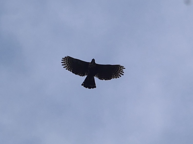 orel zdobený - ML645544489