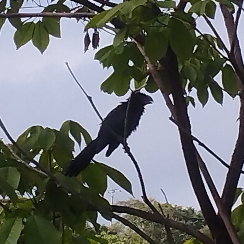 Ані товстодзьобий - ML645544495