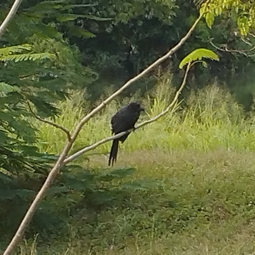 Ані товстодзьобий - ML645544496