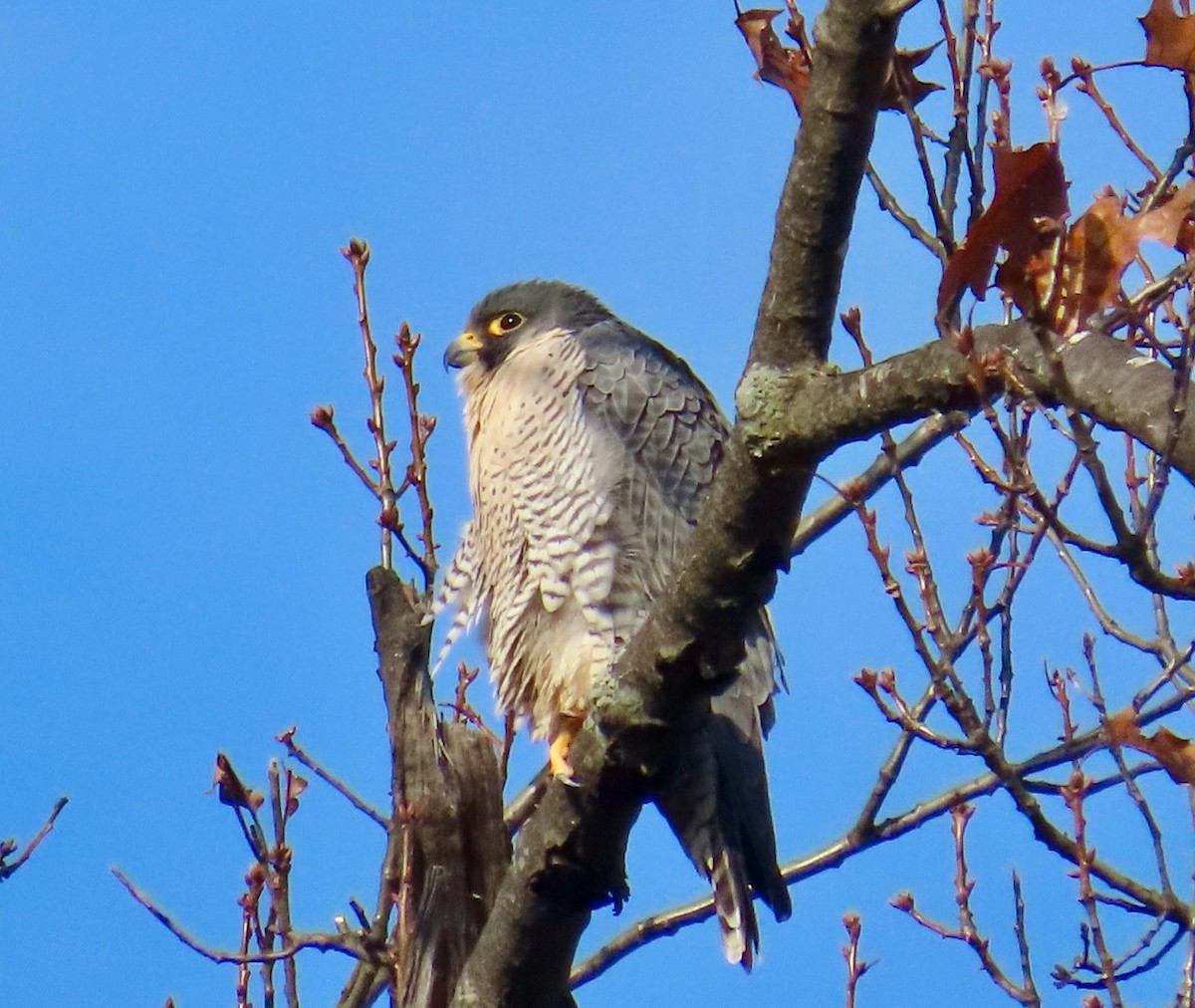 ハヤブサ - ML645544497