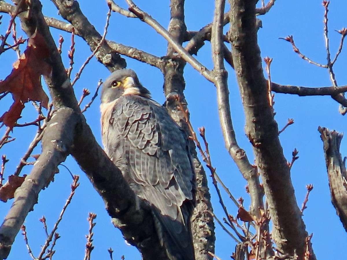 ハヤブサ - ML645544498