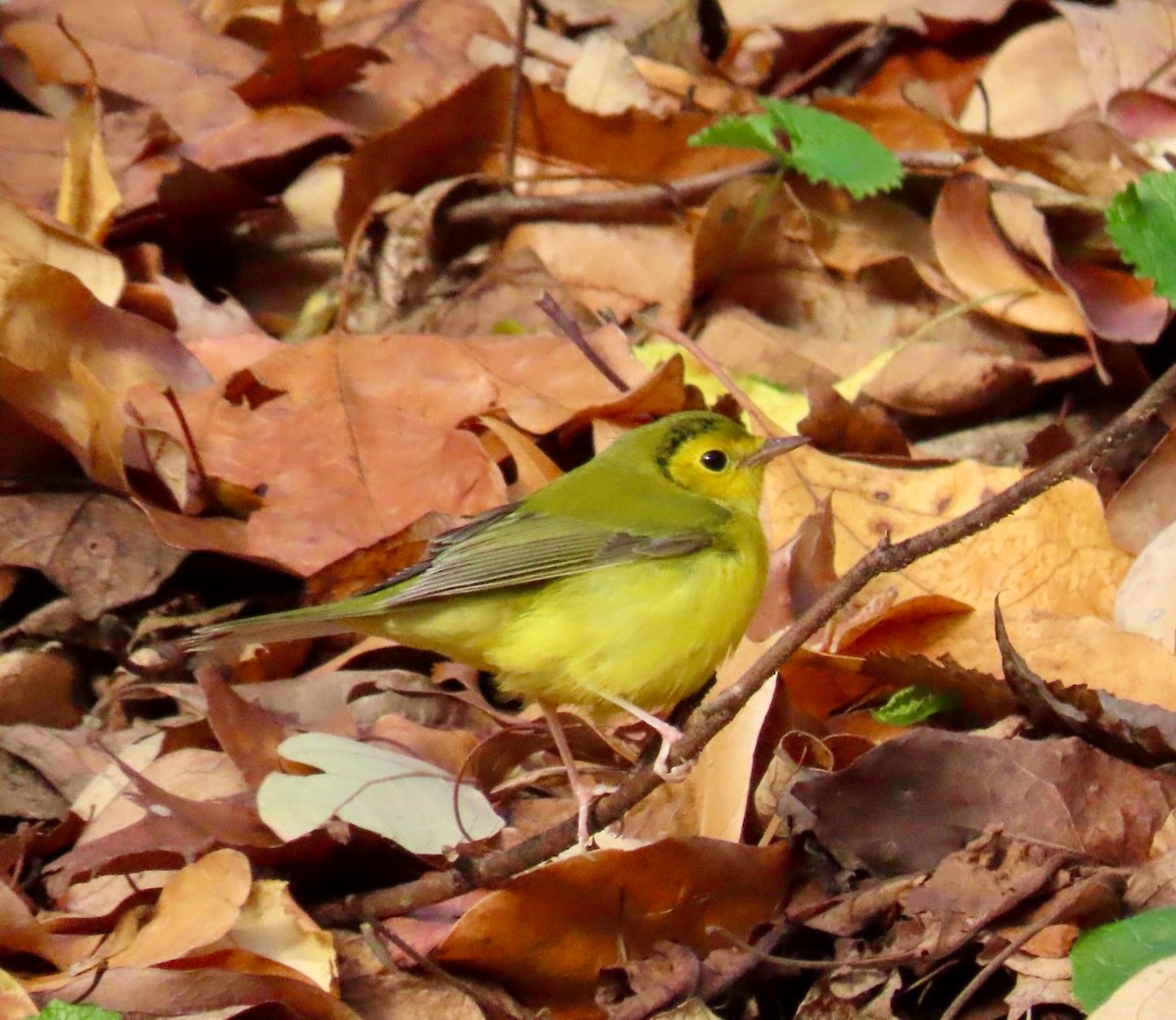 Болотянка чорногорла - ML645544520