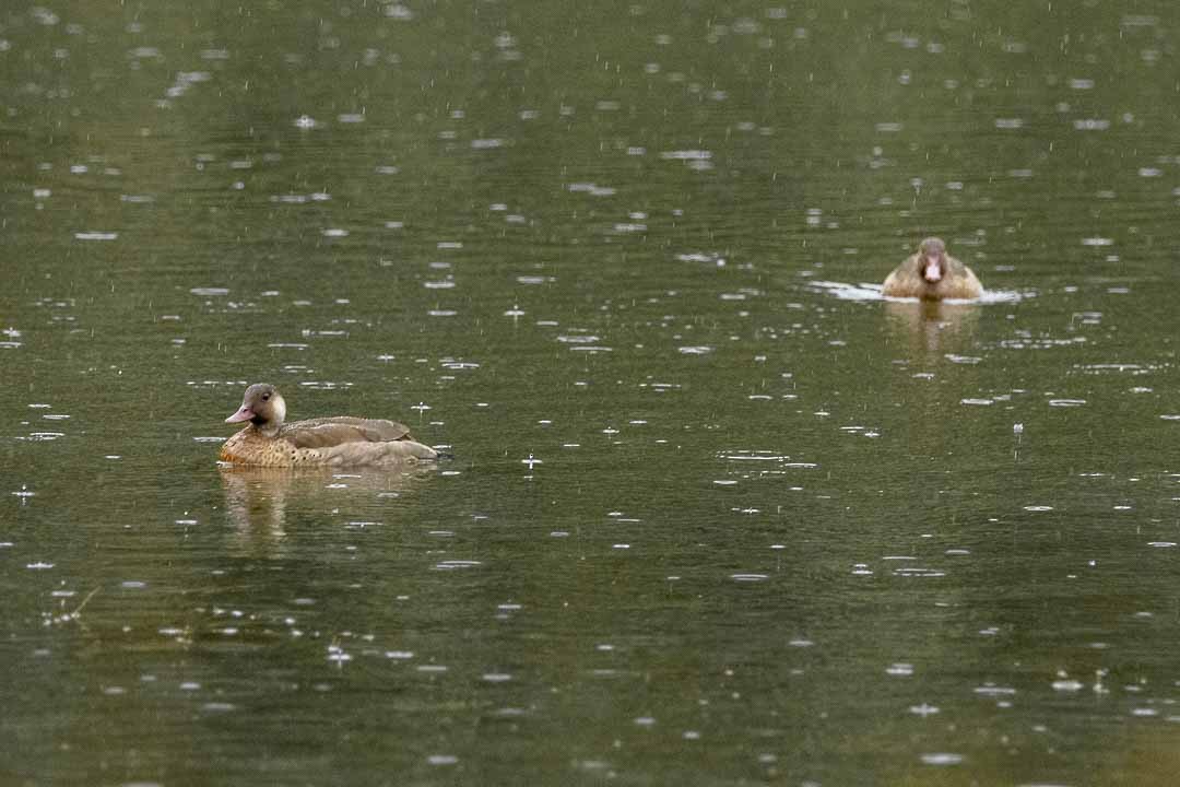 Brazilian Teal - ML645544531