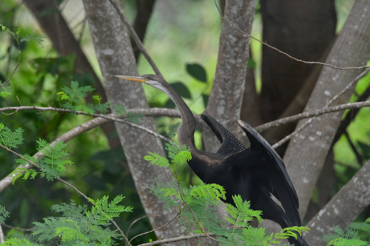 Oriental Darter - ML645544549