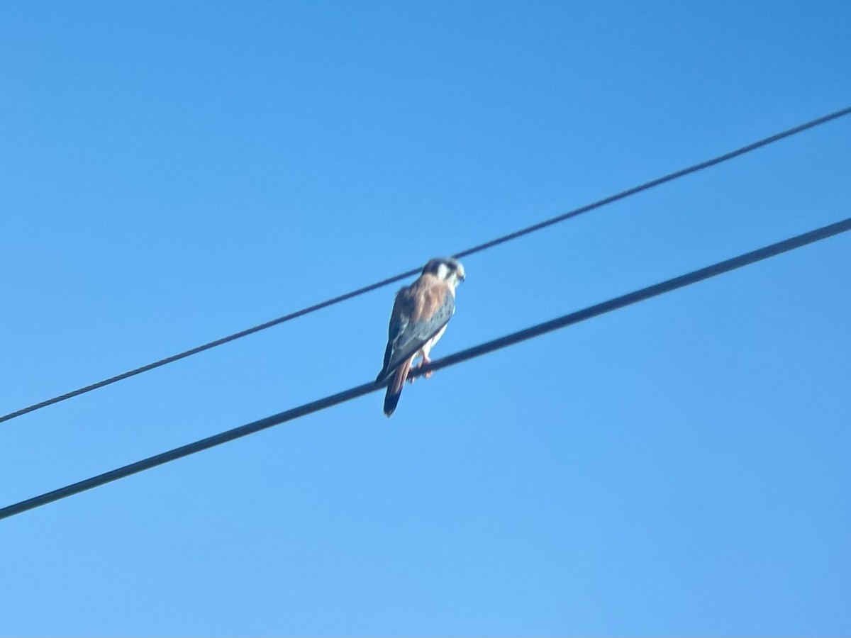 American Kestrel - ML645544554