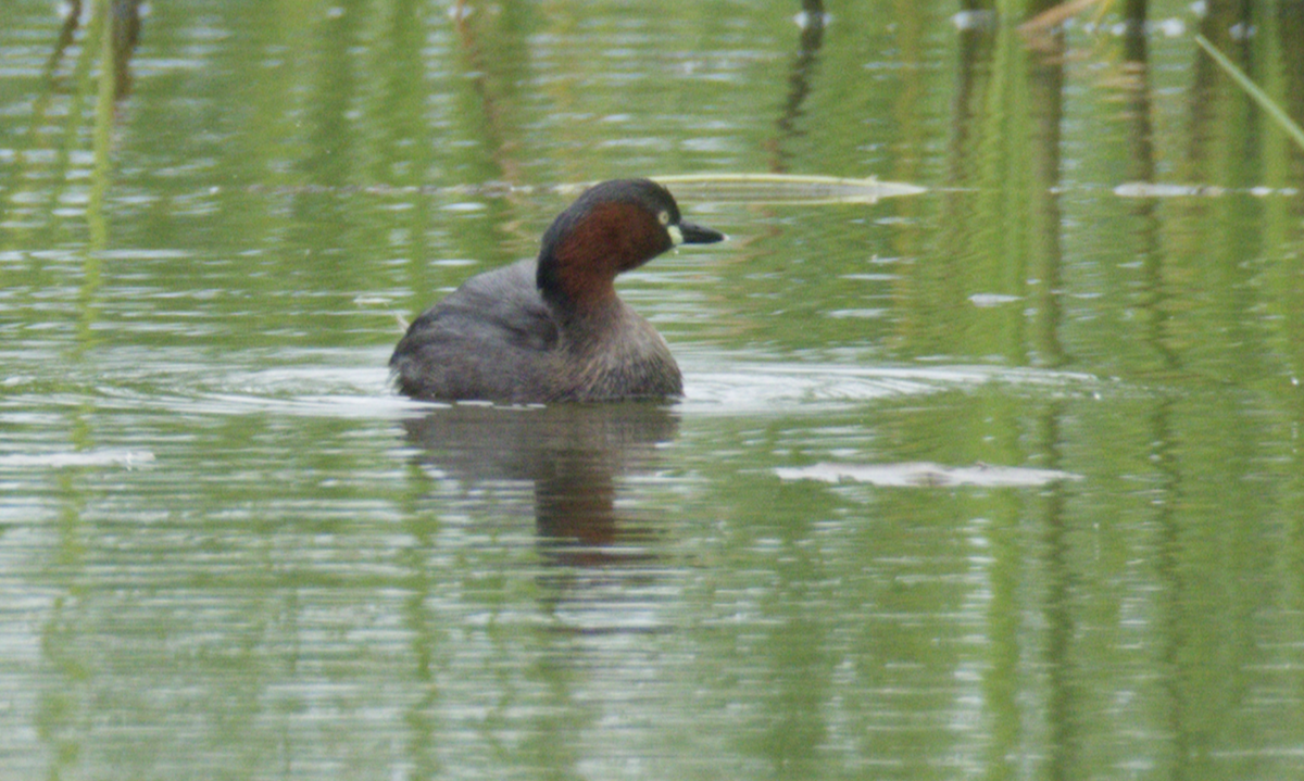 Little Grebe (Little) - ML645544558