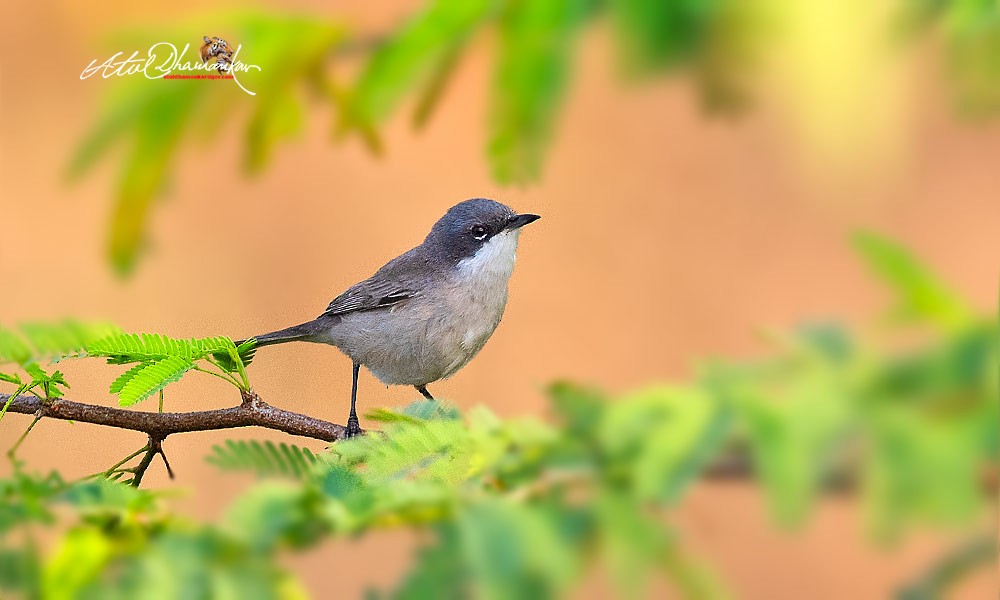 Lesser Whitethroat - ML645544560