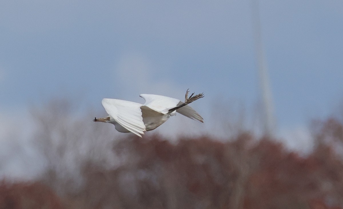Western Cattle-Egret - ML645544561