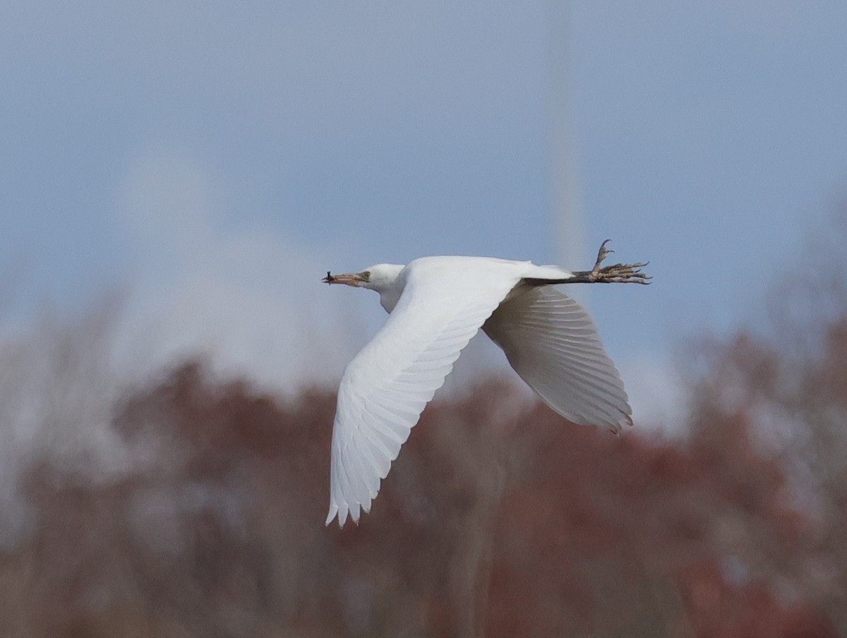 Western Cattle-Egret - ML645544562