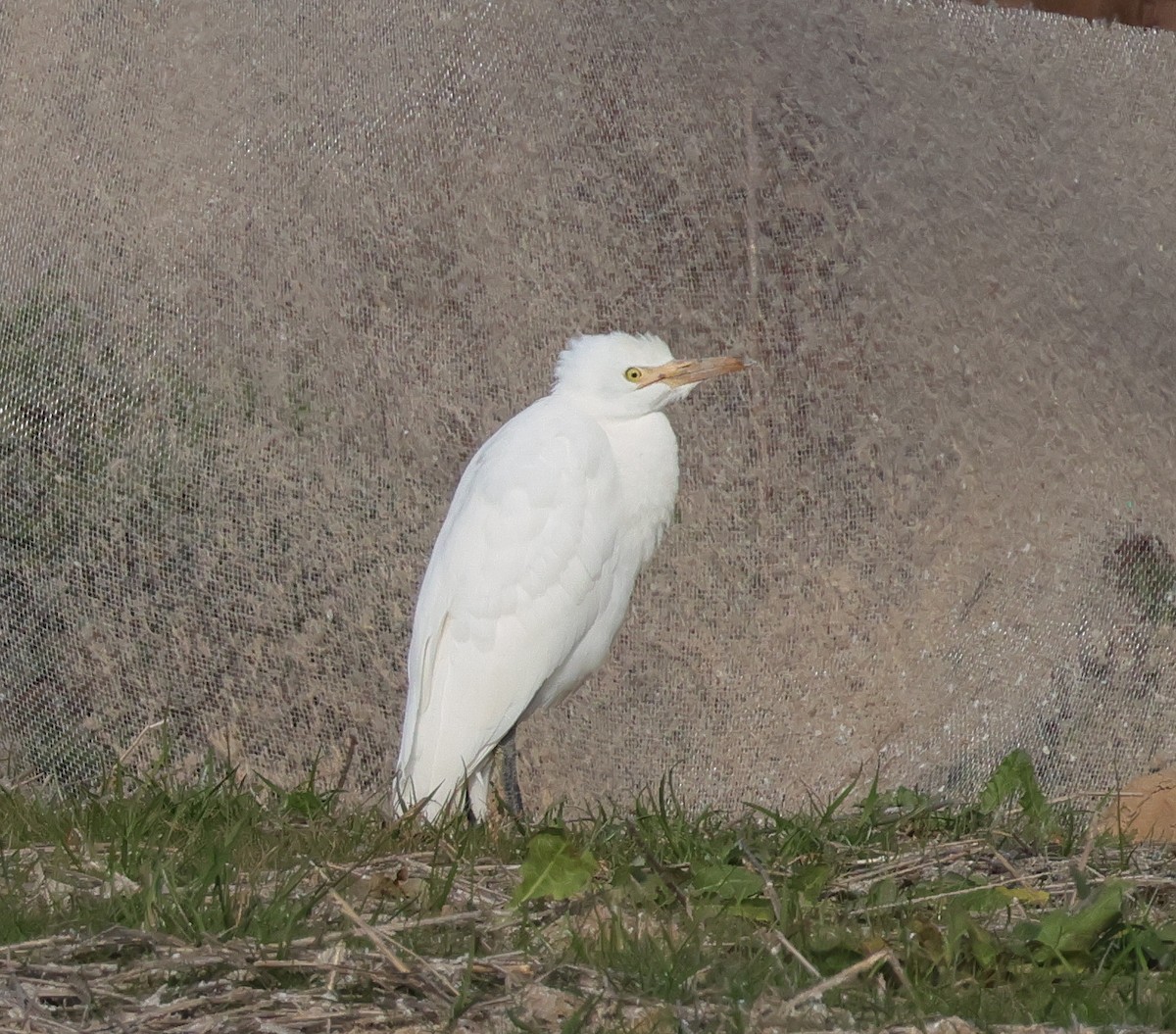 Western Cattle-Egret - ML645544564