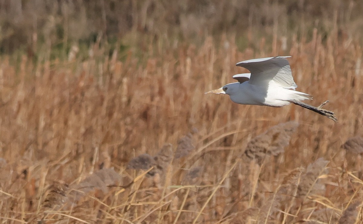 Western Cattle-Egret - ML645544565