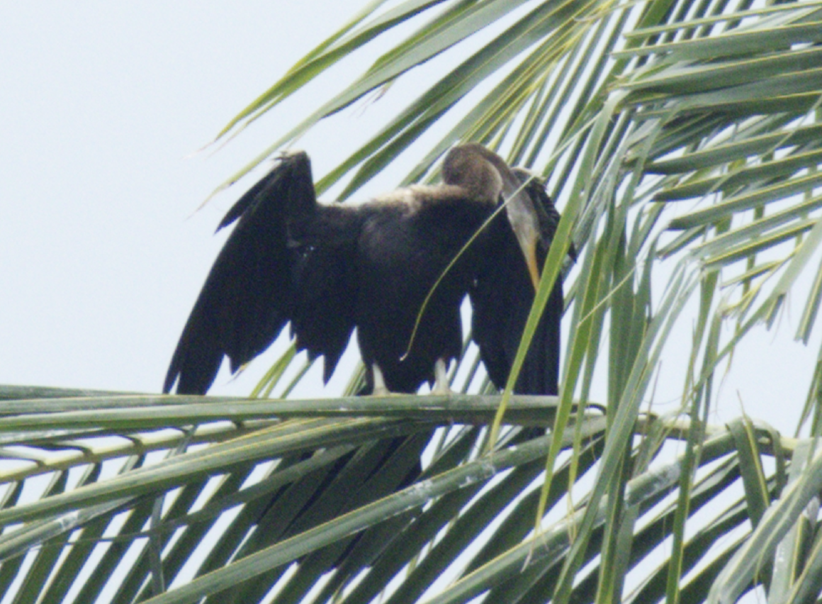 Oriental Darter - ML645544567